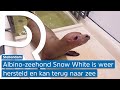 Zeldzame albino zeehond Snow White is klaar voor de zee