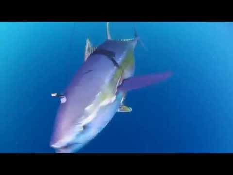 Technosport Blue Water Hunting Gear Package