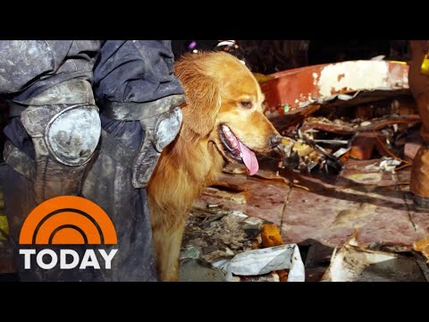 Remembering An Unsung Rescue Dog Of 9/11