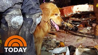 Remembering An Unsung Rescue Dog Of 9/11