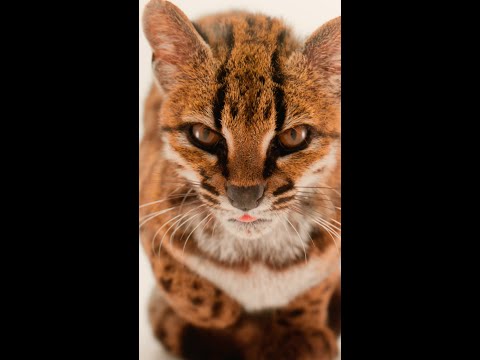 Researchers identify new species of wild cat