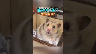 倉鼠Mochi在驚訝什麼? Cute Hamster Here! #shorts #倉鼠 #hamster
