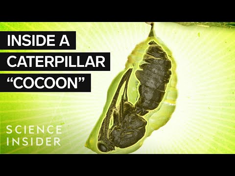 What’s Inside A Caterpillar 'Cocoon?'