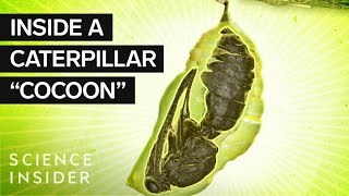 What’s Inside A Caterpillar &#39;Cocoon?&#39;