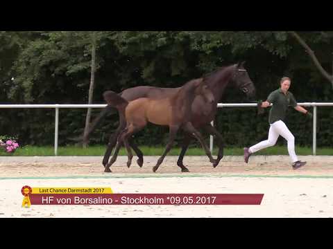 HF v. Borsalino / Stockholm