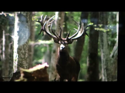 Szenen im Leben eines Jägers Teil 1 | Hunterslife