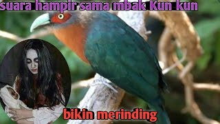 Download lagu burung kadalan birah berwarna cantik suara mirip kuntilanak mp3