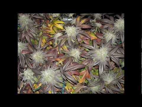 Visual Meditation of Cannabis Flower Buds