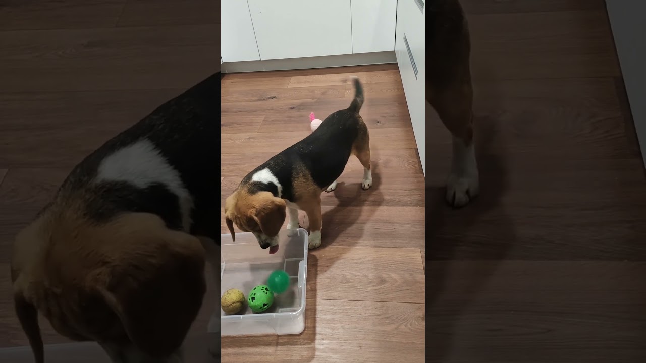 Sweet Fable Alice Trükkök/3