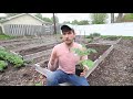 2 Ways to Plant Tomatoes for Best Results