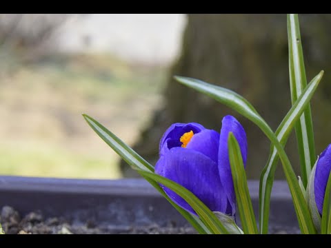 Jarné kvety na slnečný balkón