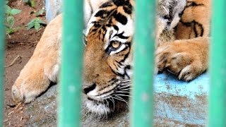 preview picture of video 'Tiger in Thrissur Zoo | Kerala | Museum and Zoo'