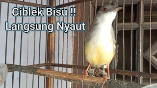 Download lagu ciblek semi gacor, cengkok nya mantap khas alam bikin nyaut ciblek mp3