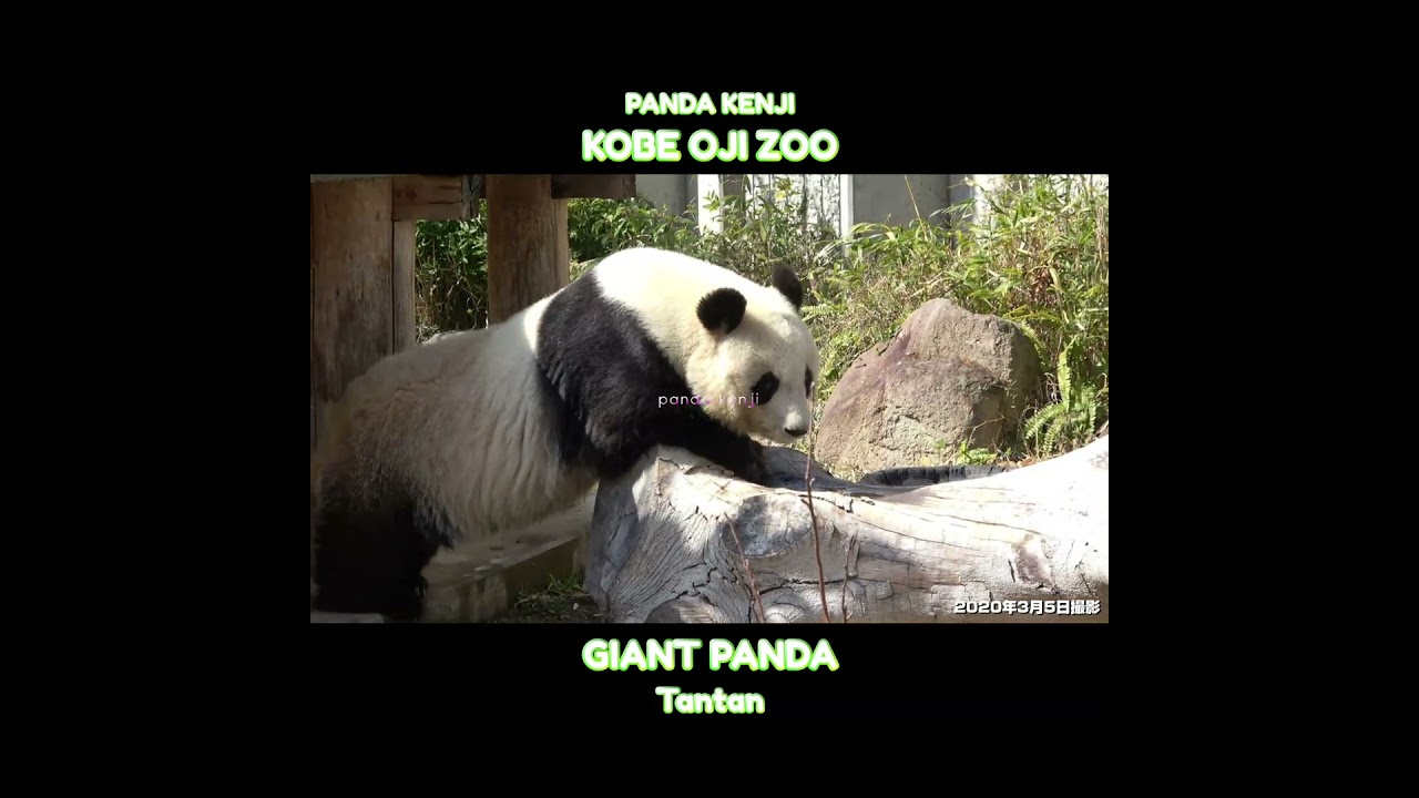 美味しそうな笹はあるかな？探すタンタン🐼 #神戸市 #王子動物園 #shorts
