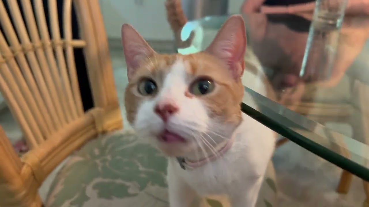 Enlarge Kitty (she's searching for her person), a ADOPTABLE mixed breed in Middlebury, CT video 2/6