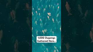 Dugongs: The Ocean’s Most Elusive Herd