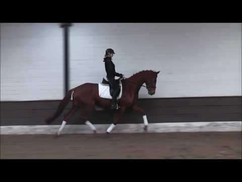 FIONA 7j. St. v. Fürst Nymphenburg - Dessert Moon VB 10.000,- Euro