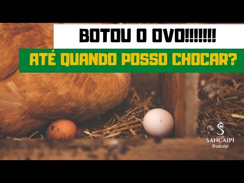 galinha botou o ovo, QUANTOS DIAS DEPOIS POSSO COLOCAR PARA CHOCAR?
