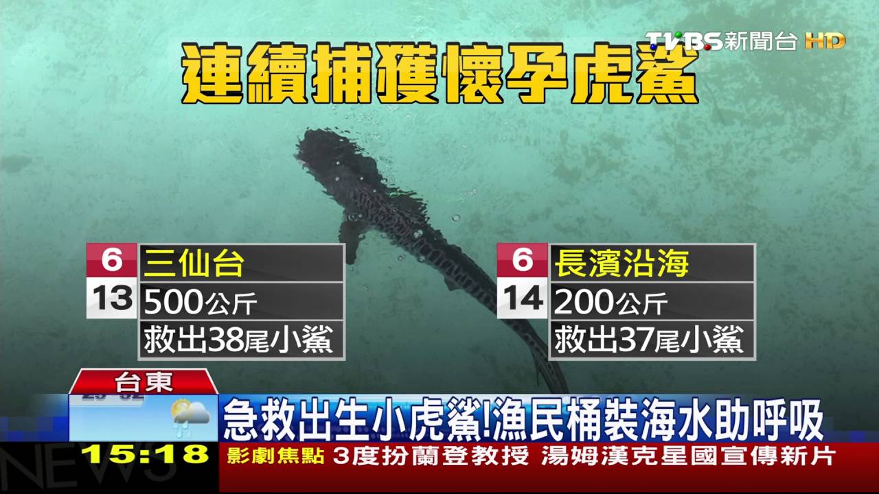 連捕2懷孕母鯊! 剖肚救75尾虎鯊寶寶
