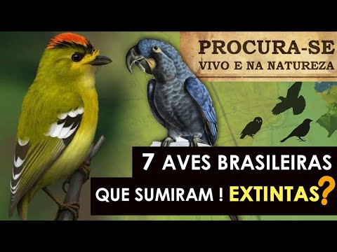 DISAPPEARED from Nature | 7 Brazilian Birds that Disappeared - Extinct or Not?