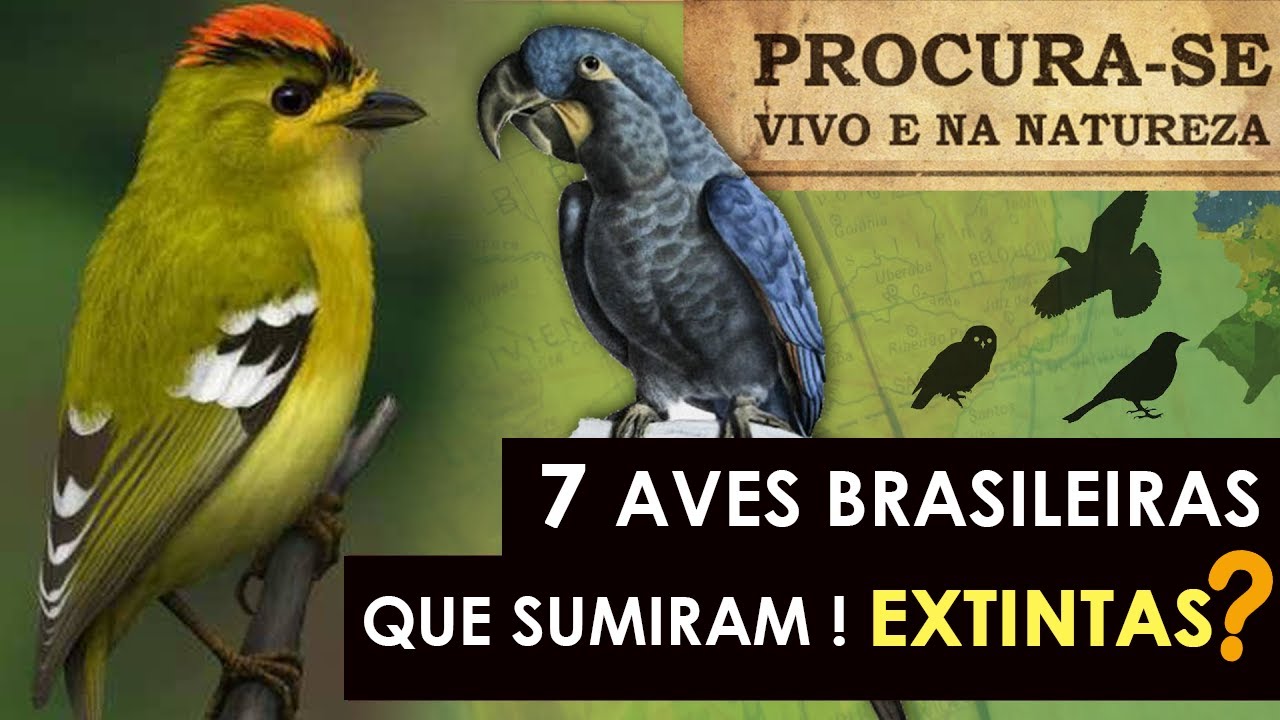 DESAPARECERAM da Natureza | 7 Aves brasileiras que desapareceram - Extintas ou não?
