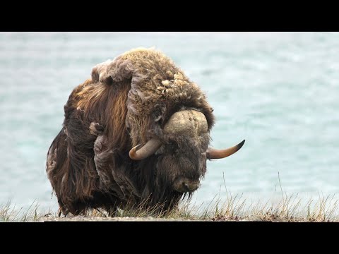 Muskox: The Kings of the Arctic Plains