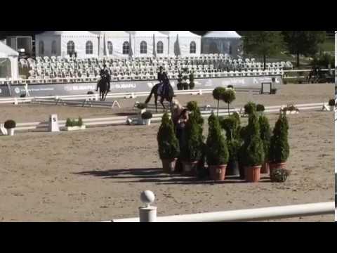 Qrack von Worrenberg, Quaterback x Rohdiamant, geb 2012, top Resultat in DrPf A in Albführen