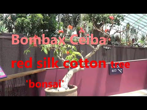 The Plant Traveller: Bombax Ceiba  #silkcotton  #tropicaltrees