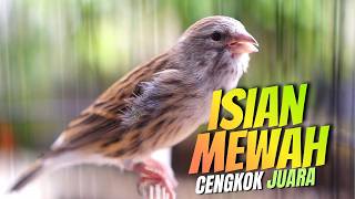 Download lagu ISIAN MEWAH CENGKOK JUARA! MASTERAN KENARI ISIAN BLACKTHROAT GACOR DURASI PANJANG MUDAH MASUK mp3