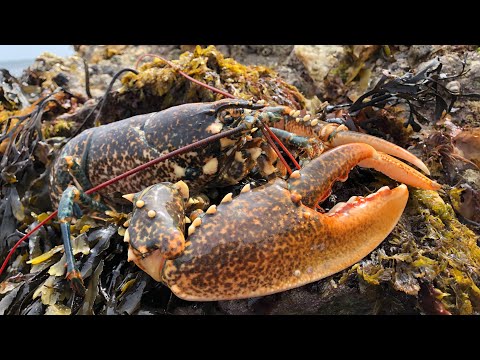 Coastal Foraging - Lobster, Crabs, Seaweeds and Rockpooling in Tidepools | The Fish Locker