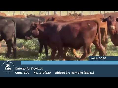 Lote Nll inv - Ramallo Bs As