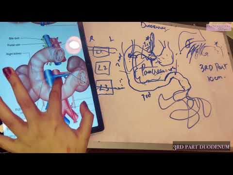 Teile und Beziehungen des Zwölffingerdarms | Dünndarm #Anatomie #Abdomen