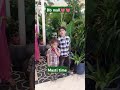 Db Mall Shortvideo Millionviews Trending Viralvideo Dbmall
