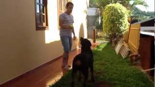 preview picture of video 'Adestramento Rottweiler - Hora da Alimentação'