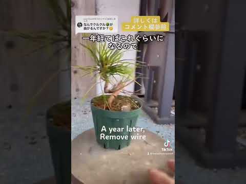 盆栽の手入れ方法は？初心者のためのガーデニングガイド！  庭園