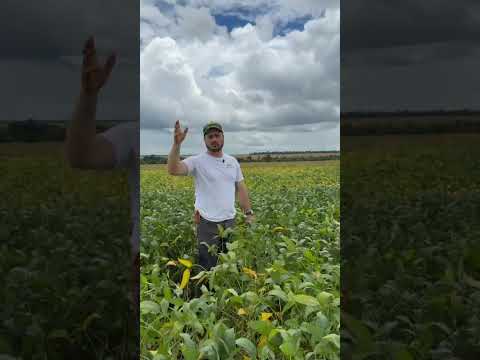 Crop Tour 2026 - Confira desenvolvimento em Sinop, Santa Carmem e Vera no Mato Grosso!