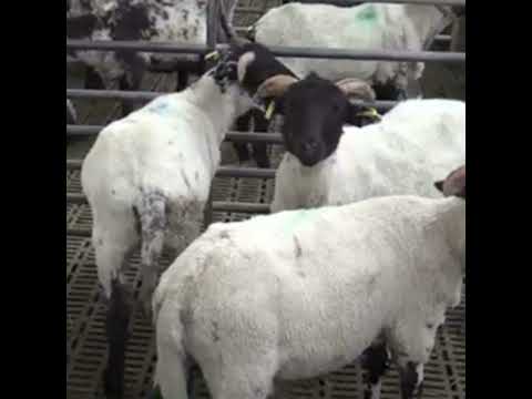 Practical Steps for Successful Indoor Lamb Finishing