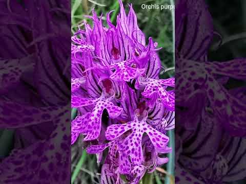 , title : 'Orchis purpurea ή ή Ορχιδέα η πορφυρή'