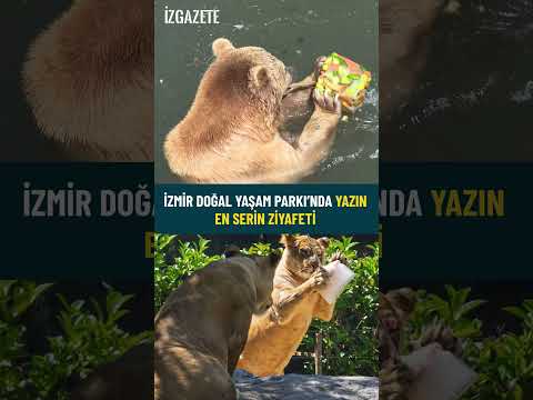 İzmir’in yabani misafirlerine özel beslenme… Kavurucu sıcaklara buzlu önlem #izmir#hayvanatbahçesi