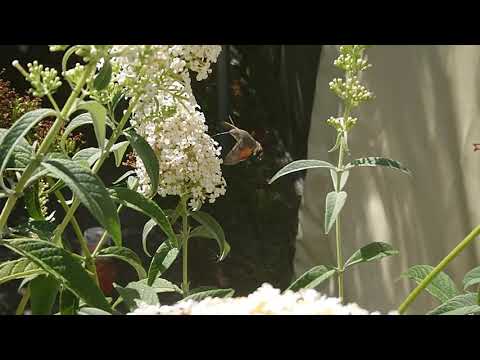 Kolibrifalter Taubenschwänzchen extrem Zeitlupe