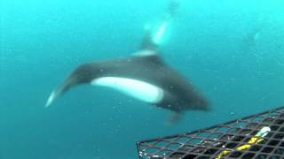 THE BERING SEA SUBMARINE ADVENTURES - Dall's porpoise