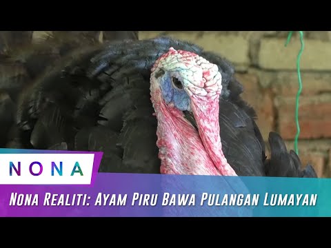 , title : 'Nona Realiti: Ayam Piru Bawa Pulangan Lumayan | Nona (2020)'