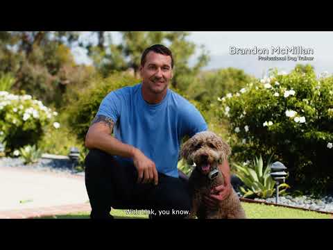 Get to Know Link The Smart Pet Wearable