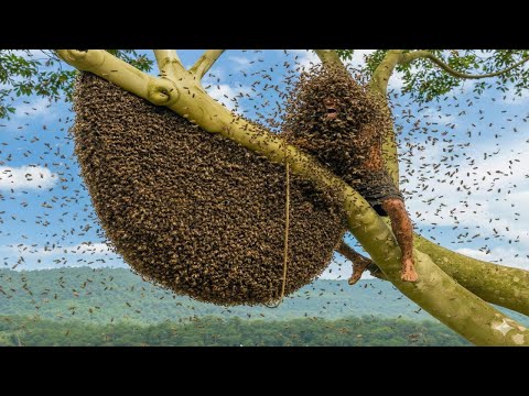 Giant Bees Attack! Insane Wild Honey Hunt Caught on Camera – Extreme Survival