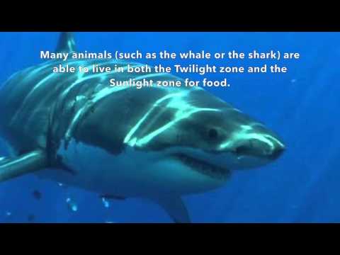 The Three Ocean Zones