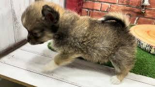 ハーフ犬の動画01