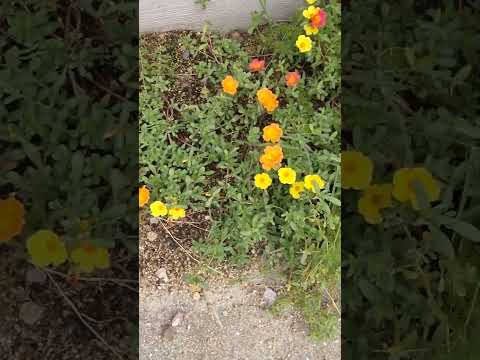 顕花植物の起源に関する新たな洞察