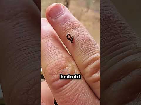 Störe Diese Raupe Niemals! 🤯🐛