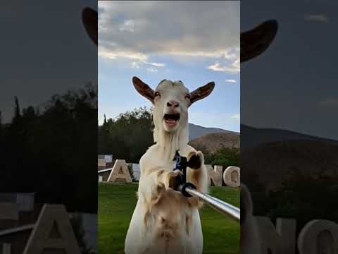 de paso por Buta ranquil #chivoloco #goat #neuquén #chivos #butaranquil