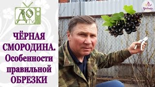 Обрезка смородины весной для начинающих пошагово